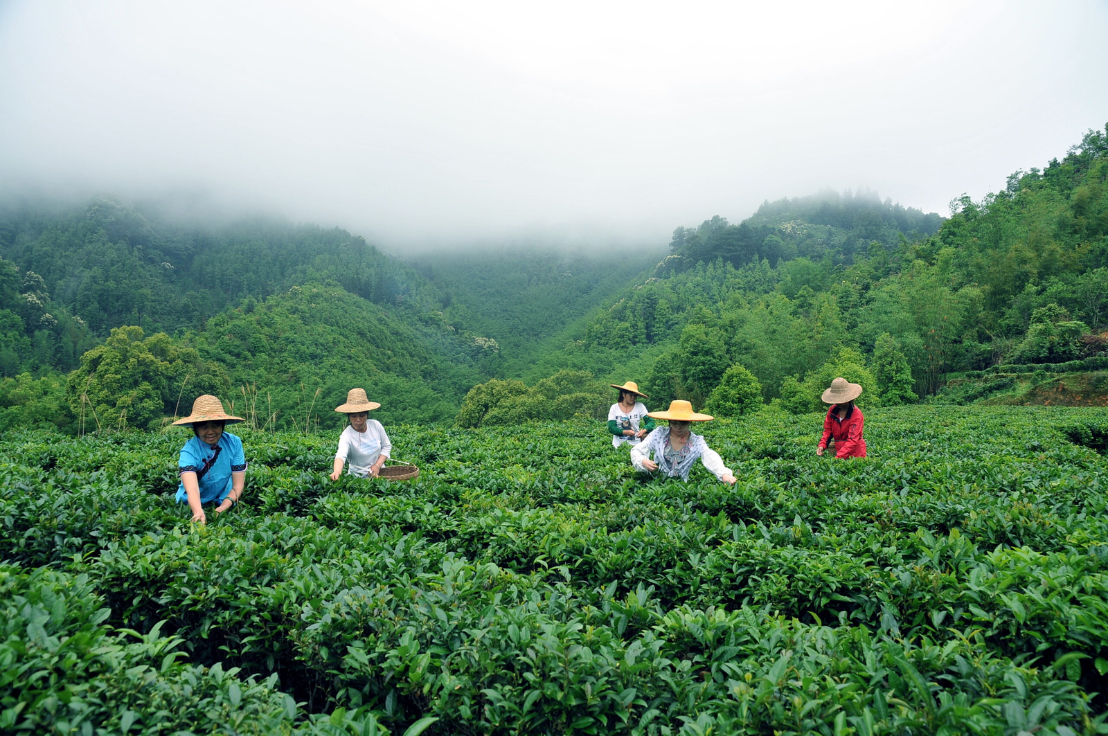 early-spring-Liubao-tea-garden-before-Qingming-scaled