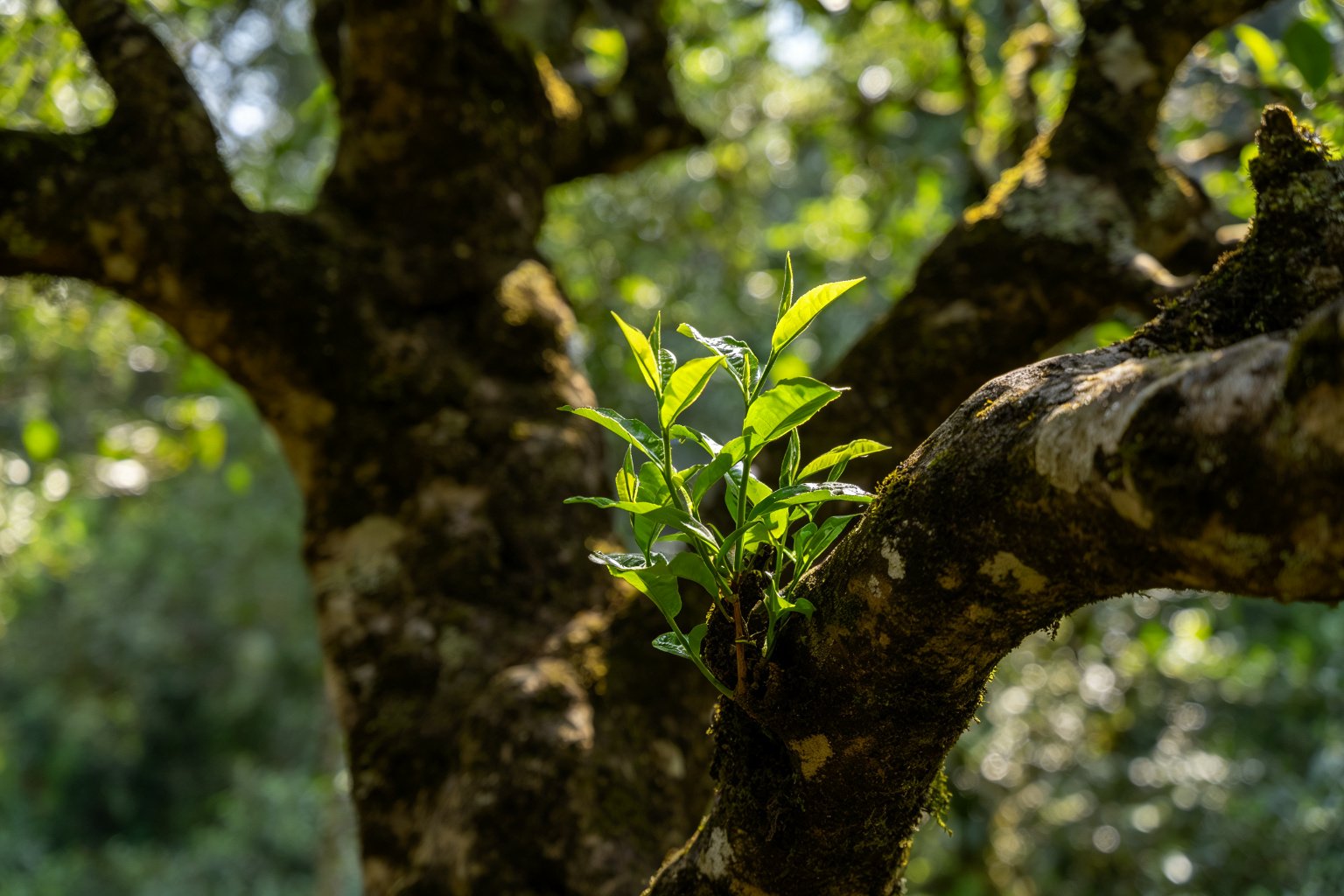 Gnarled moss-covered trunk and fresh leaves of an ancient tea cultivar