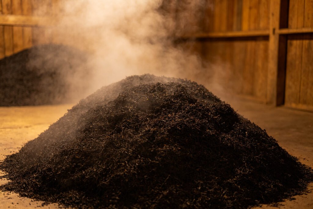 Steaming pile of tea leaves during pile-fermentation, the wo dui process