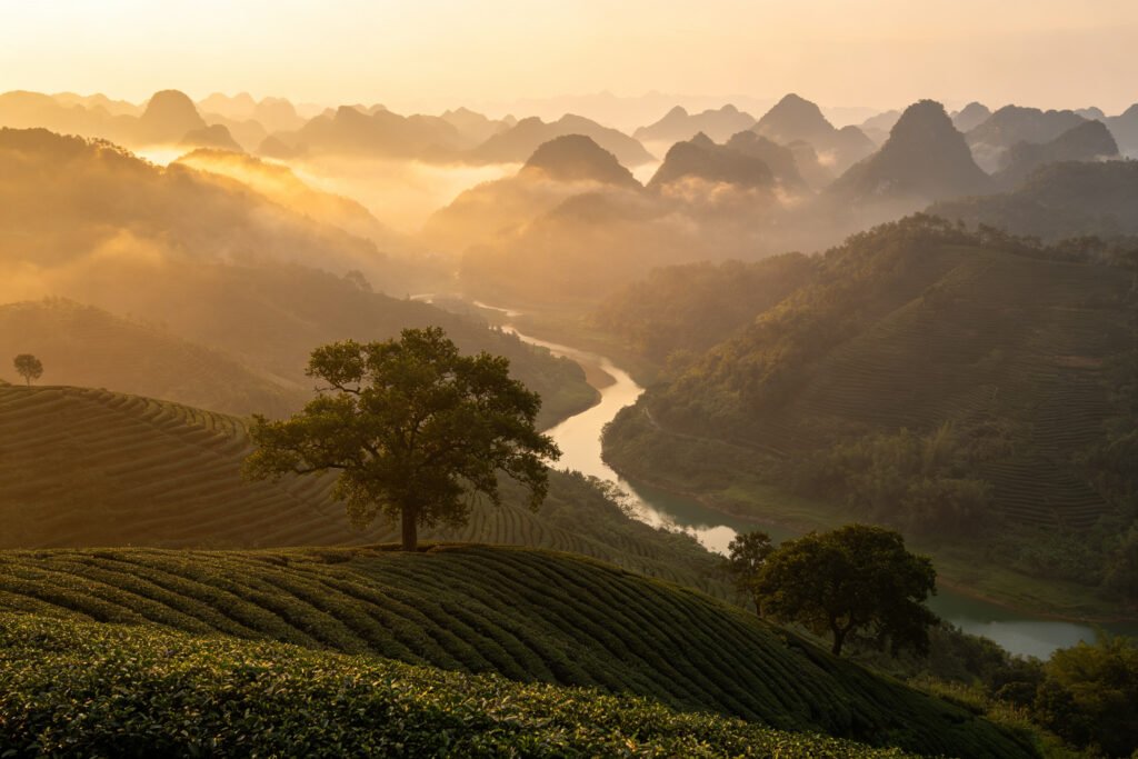 Misty karst peaks, tea terraces and a winding river in Wuzhou at dawn