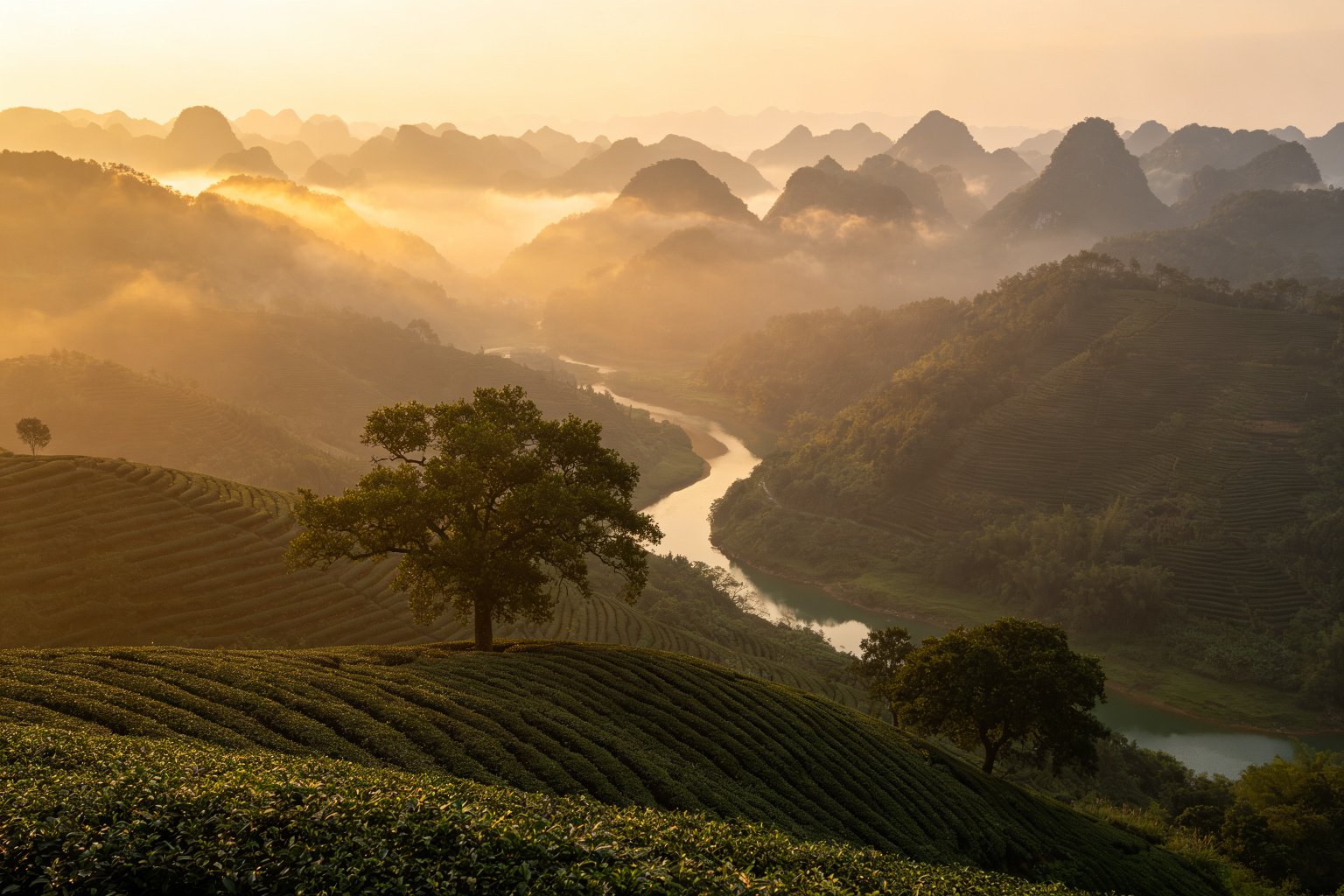 Misty karst peaks, tea terraces and a winding river in Wuzhou at dawn
